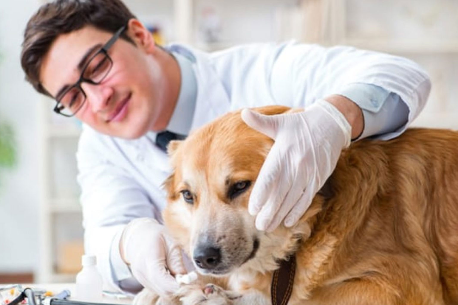 ¿Cómo Proteger a tu Mascota de Enfermedades Transmitidas por Garrapatas?