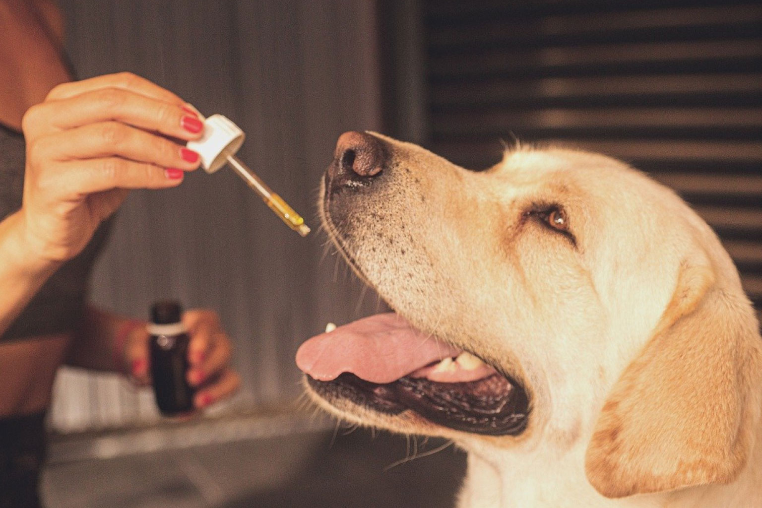 ¿Es segura la marihuana para nuestras mascotas?