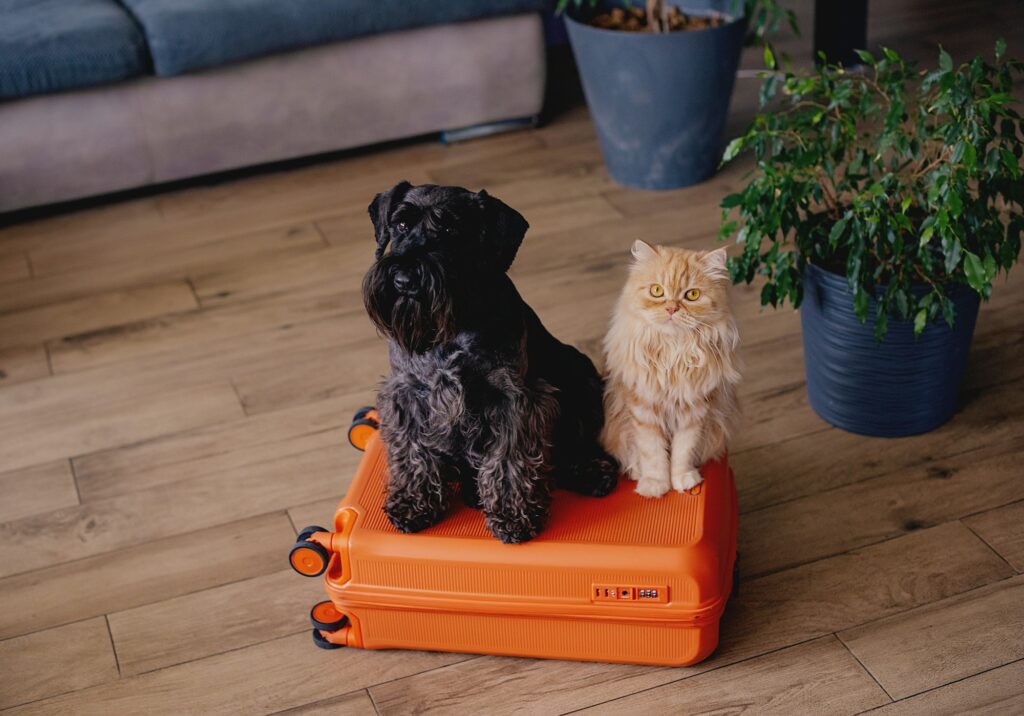 Travel concept with funny dog and cat sitting on suitcase.